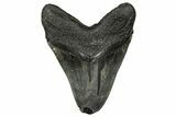 Fossil Megalodon Tooth - South Carolina #358959-2